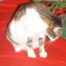 KAT C (@kathyctbc) Twitter profile photo KAT C (@kathyctbc) Twitter profile photo