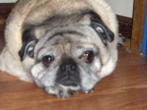 a mature pug who loves his bed, his food and his people in that order. Acts as Muse and barometer for the household. Sharing myinsight daily.