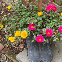 Lorrie Marfyak (@lorriemarfyak) 's Twitter Profile Photo Lorrie Marfyak (@lorriemarfyak) 's Twitter Profile Photo