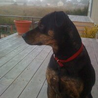 LagunitasT (@lagunitast) 's Twitter Profile