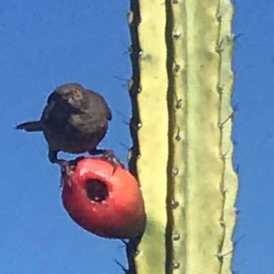 🌵🌊🇺🇸⛳️AZ, originally EasternPA, farm WI, utility-pole inspector across USA, 🐝 keeper