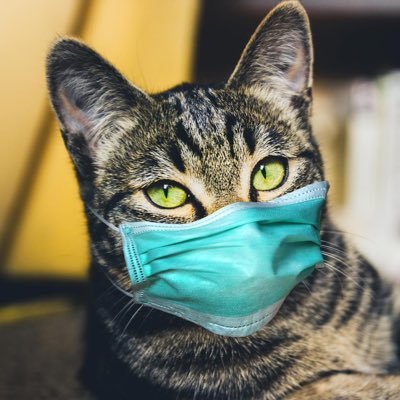 MackerBeverley's profile picture. Just little old me. Trying out Twitter, all a bit scary and complicated! She/Her/Feline