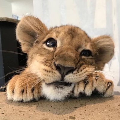 มัคさんのプロフィール画像
