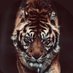 نبض ⏱ (@aea5skm8iwh23bg) Twitter profile photo نبض ⏱ (@aea5skm8iwh23bg) Twitter profile photo