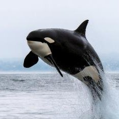 Nordic Orca