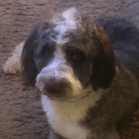 Harry Schmedlapp (@harryschmedlapp) 's Twitter Profile