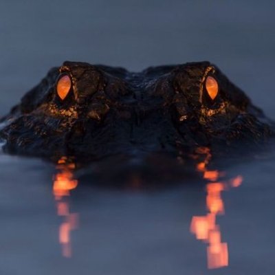 KrisVakarian's profile picture. Someone who is horrible at describing herself