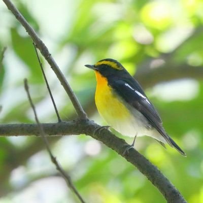 風や空につぶやくことが好きです。日本の現状が心配になってきており、少しでも良くしていきたいと思います。また仏教や仏像、日本の自然が大好きです。