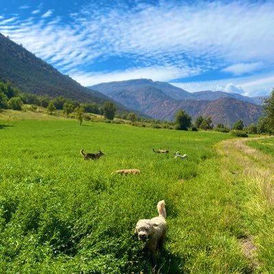 Dognature #elparaisodelosperros en #chile 🇨🇱