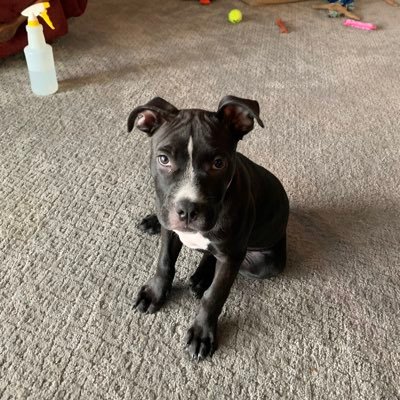 chip3449's profile picture. Salesman. Born in GA.