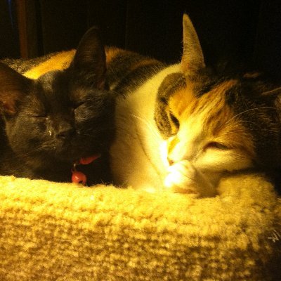 I am the slave of the two beautiful felines in my pfp! The black one is Nox, and the big one is Ms.Norris!