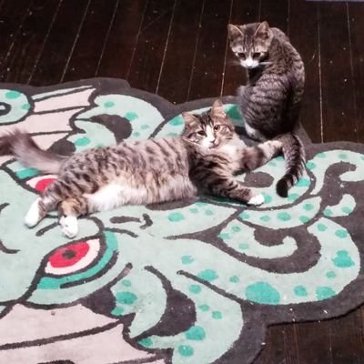 pWorld's greatest living strength historian, former ATWR in powerlifting (raw 181# total), cat whisperer, and general elitist. https://t.co/5IQGoCB3Dr