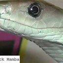 David Basil Francis - @White_Mamba_69 - Twitter