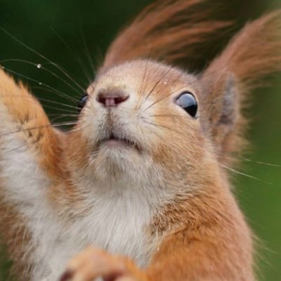 Pro Democracy Girl squirrel living somewhere in a Montana Spruce tree. I grew up with a rotary phone so I’ve lived through some shit. Busse4Gov. LFG!