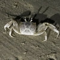 ghost crab(@mac55107489) 's Twitter Profile Photo
