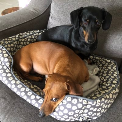 mcmanus_jeff's profile picture. Turfie, loves early mornings 🌞🌚❄️⛳️🏇🏻