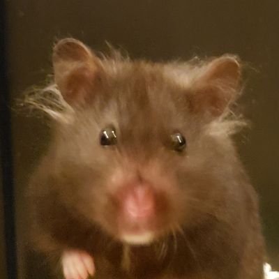 My name is Ms.Chief. I'm a fancy syrian hamster and very adventurous!