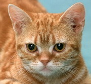 zierkecavan's profile picture. Do u have a diet menu? Try hard to lose weight~~