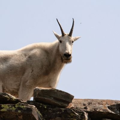 MattSCameron's profile picture. 