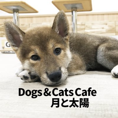 太陽と犬 明日1/27(月)〜31(金)まで 読売テレビ【す・またん】と【ZIP】の