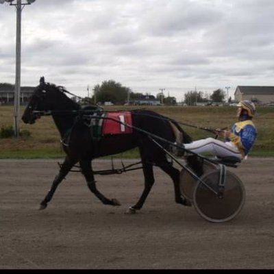 ❤'s Harness Racing