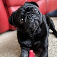 Heisy the Pug (@heisy_pug) 's Twitter Profile Photo