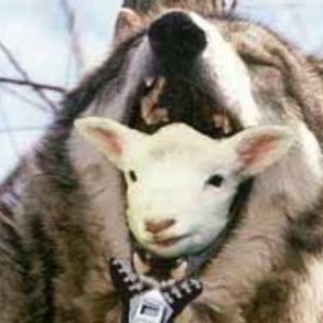 SuperSleuth1269's profile picture. On to greener pastures on a road less traveled