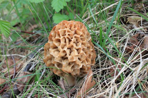 Chef Matt Powell Profile