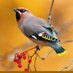 Bird on the branch (@crvenaveverica) Twitter profile photo Bird on the branch (@crvenaveverica) Twitter profile photo