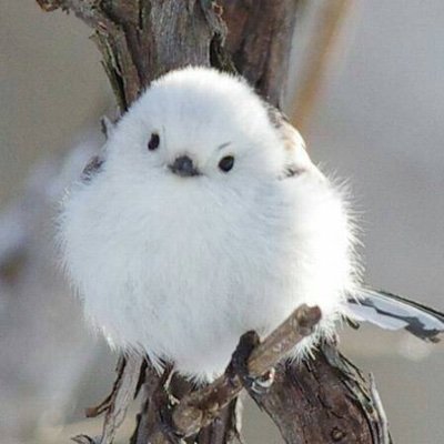 pn_gg3's profile picture. 情報収集アカウントです。