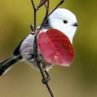 S e v g i (@gam_zede__) Twitter profile photo
