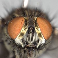 UK Flesh Flies 🪰 (@uksarcs) 's Twitter Profile