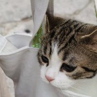 牡蛎小迭 (@mesol71326070) 's Twitter Profile