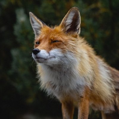 MophiAndStocks's profile picture. Canadian 🇨🇦 (small) stocks on TSX/CSE & german 🇩🇪 stock exchanges. Act according to your own plan. Personal ideas & interpretation, no investment advice!