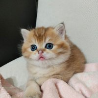 kocajans (@kocajans1) 's Twitter Profile Photo