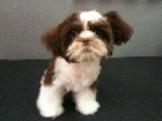 Dog Groomer in Dallas ,Texas cures the low quality dog grooming problem. Dog Groomers that care about your dogs style and well being. Pet Groomer you don't have
