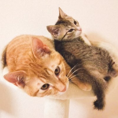 大人2人+3ニャン暮らし。2020/8/16チャミさん(ハチワレ♂)お空に🌈 2020/12/12澪くん(黒白♂)お空に🌈 2020/12/28みゆ&ゆら(茶トラ♂&キジ白♂)お迎え🐾 2024/8/12えまちゃん(三毛♀)お迎え🐾