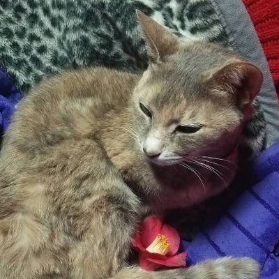 猫山猫一