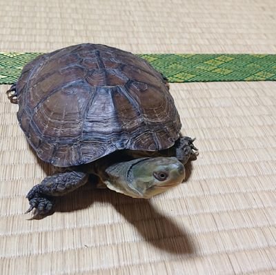 日本語教えます！ zoomOK GoogleMeetOK skypeOK love:亀・鳥・ゴルフ・日本語　note,preply始めました　’20日本語教育能力検定試験合格 ’21就労者に対する日本語教師(ｲﾛｲﾛ略)研修修了 '22外国人のためのキャリコン向け研修修了