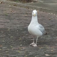 Mirko Grund ᛗᛁᚱᚲᛟ ᚷᚱᚢᚾᛞ (@grund_mirko) Twitter profile photo