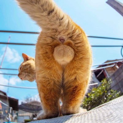 Engineering professional. Be kind of all animals! Be vegan; Dogs & Cats lover; End Dog and Cat Meat Trade; Paintings lover; No DM pls. Thank you! 不私聊,否则一律拉黑
