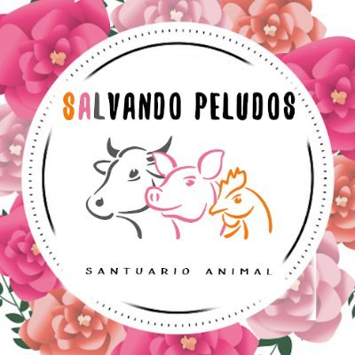Santuario de la Asociación Salvando Peludos, hogar libre de maltrato y explotación para animales considerados de granja🐎🐖🐄🐑🐤
@salvando_peludo - #Madrid