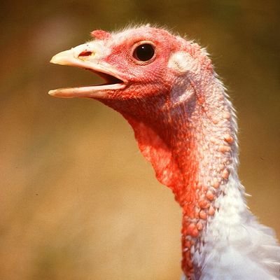 RousseauGuilla6's profile picture. 