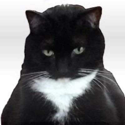 DonPurrleone Profile Picture