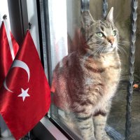 funy (@fundafundis) 's Twitter Profile