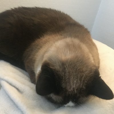 Developer-Tester in training at Isle of IT
