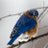 BirdsElegant's profile image