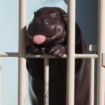 watashiwapewpew's profile picture. 