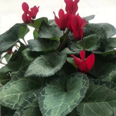 MuniseAcar's profile picture. Gönüldendamlalar