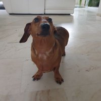 Puffo and Lisette (@lisettedebont) 's Twitter Profile